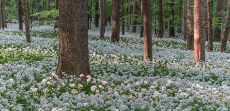 Sonnenlicht Buchenwald Bärlauchblüte NP Harz